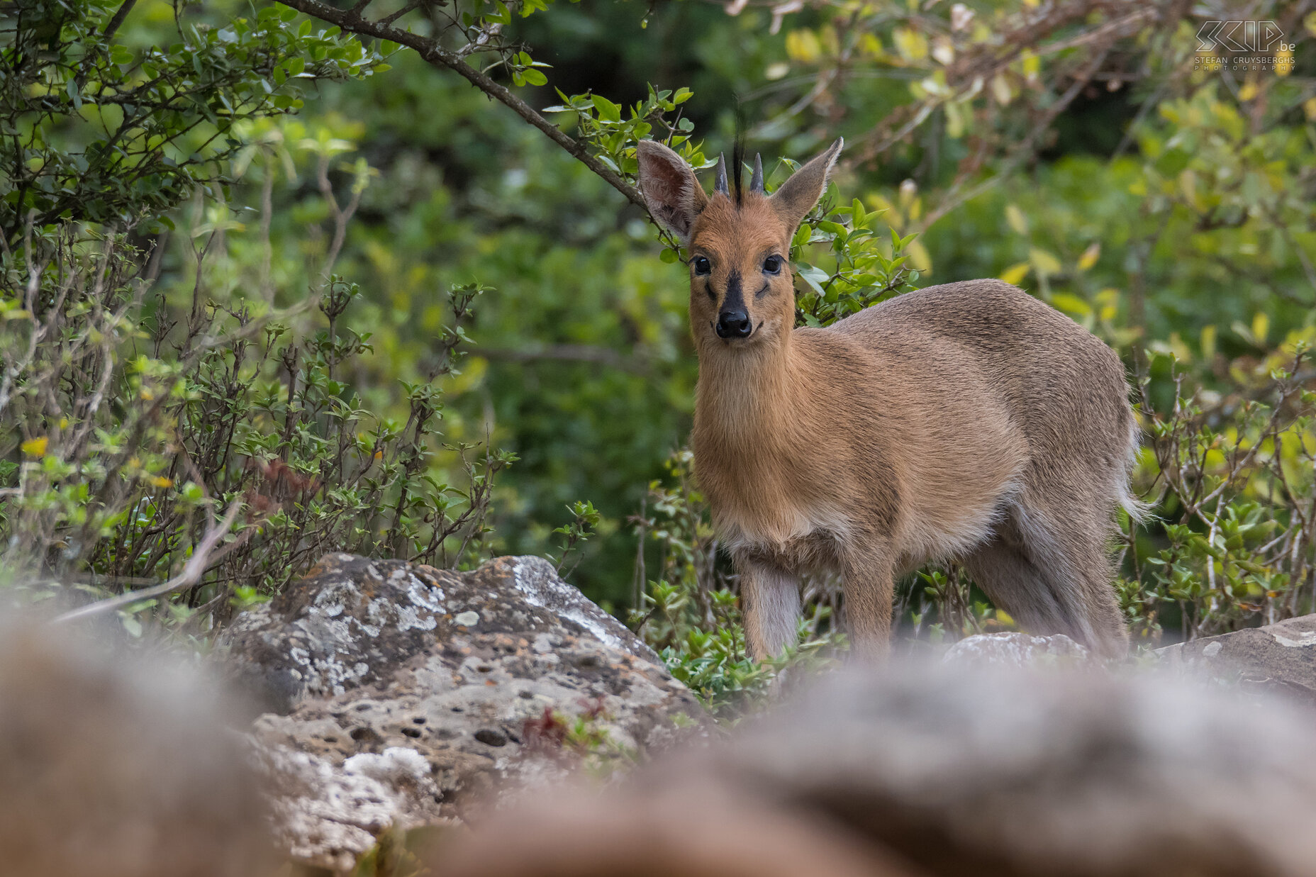 Debre Libanos - Klipspringer De klipspringer (Oreotragus oreotragus) is een kleine Afrikaanse antilope die enkel leeft in rotsachtige streken. Het zijn uitstekende klimmers en springers.  Stefan Cruysberghs